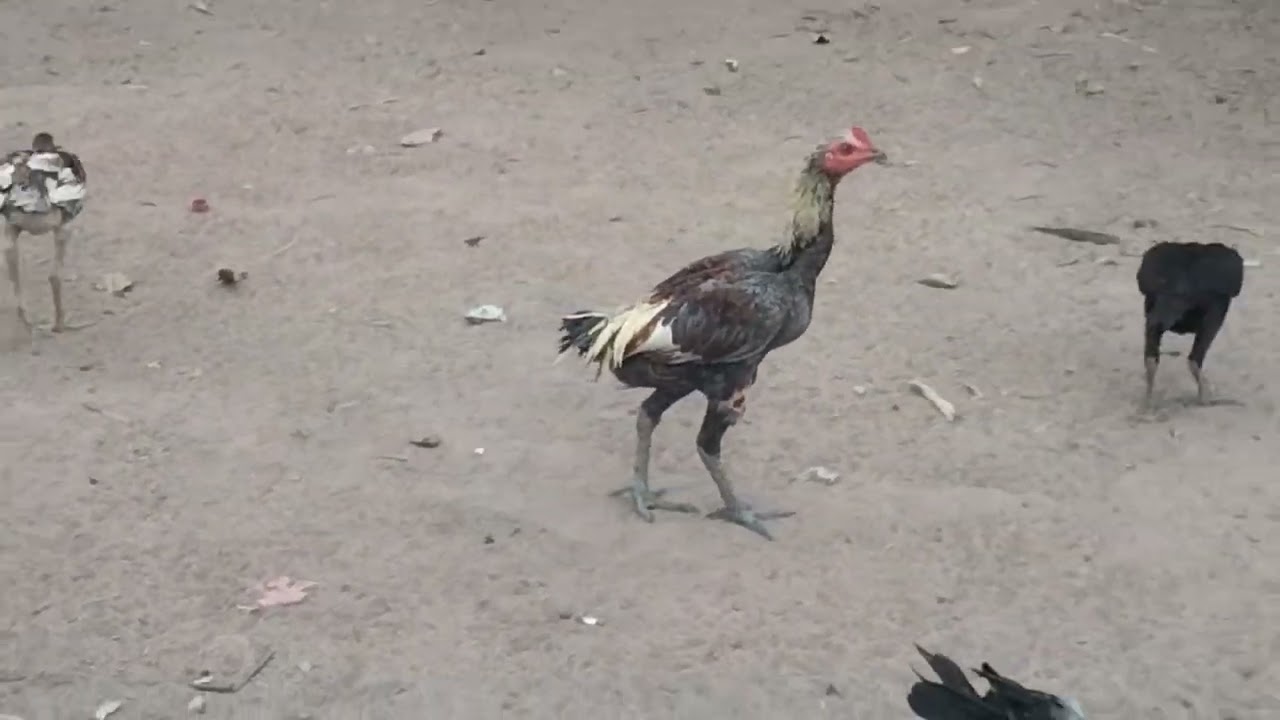 ไก่สาวลูกเยียร์ขาวพร้อมแบ่งปัน#ไก่มีตำหนิเหลือ2ตัว