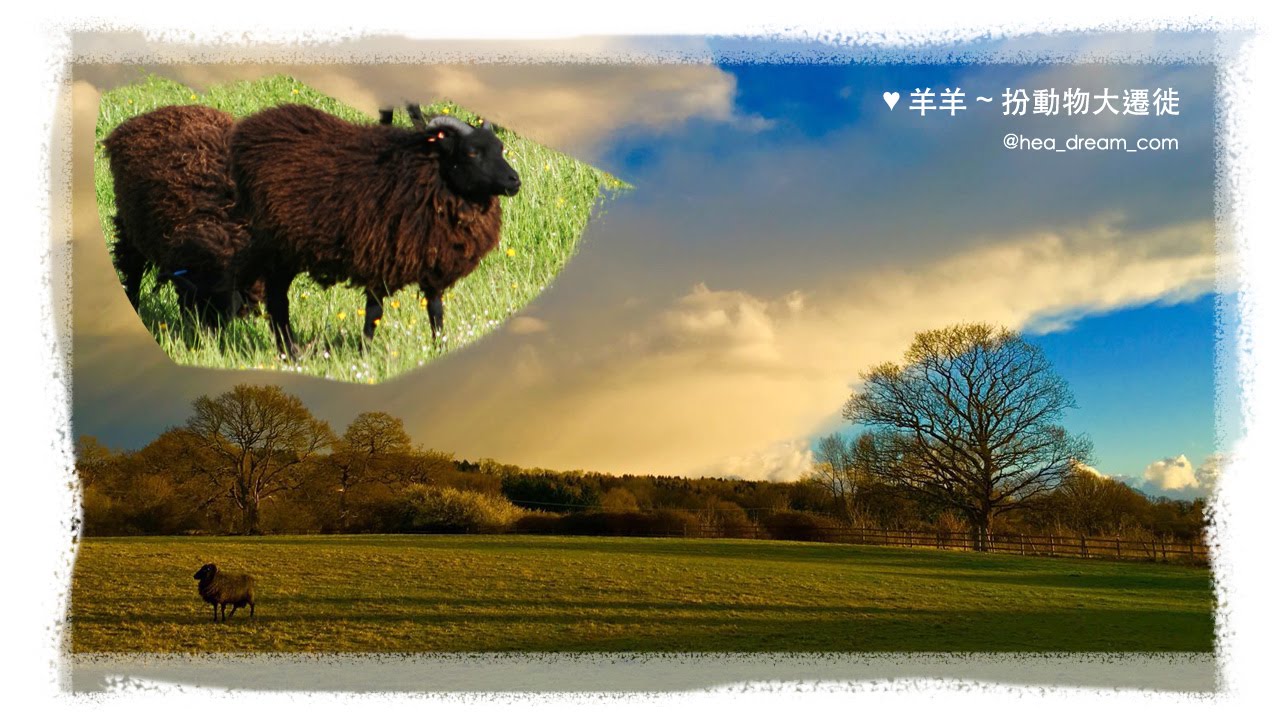 ♥羊羊♥扮動物大遷徙♥English Black Sheep♥Sheep Animals Migration, soundtrack by John Surman, Edges of illusion