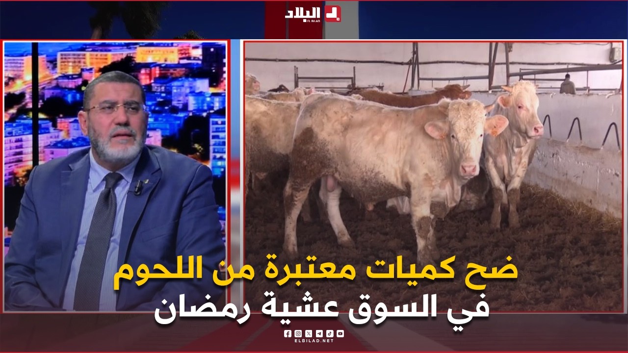 البلاد اليوم | ضح كميات معتبرة من اللحوم في السوق عشية رمضان.. ماذا عن الأسعار وطريقة التوزيع؟