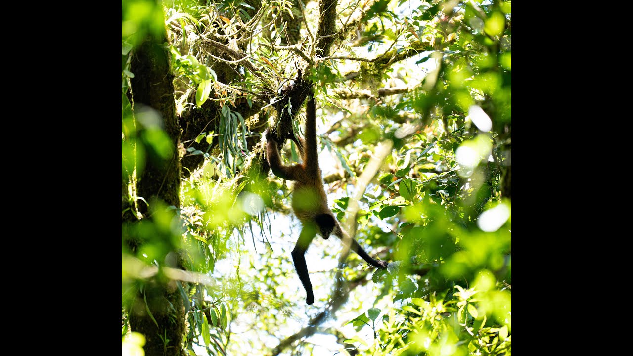 Costa Rica Adventure Series #7 🌿 Monteverde Cloud Forest: Incredible Wildlife and Nature! 🌍✨