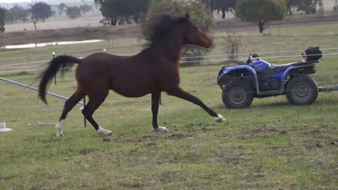Wynlee MARAKI