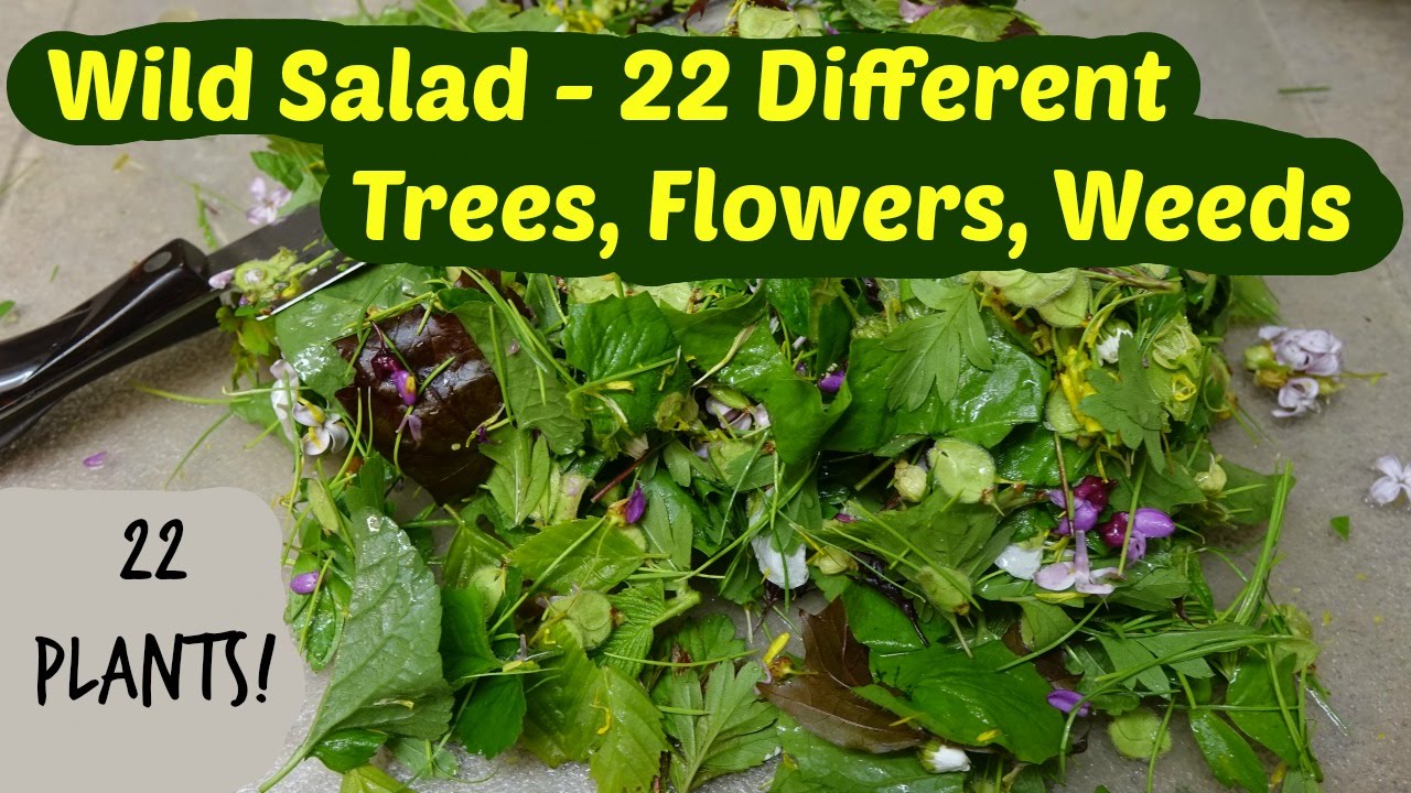 Foraging Wild Spring Salad From 22 Different Trees, Flowers, and Weeds