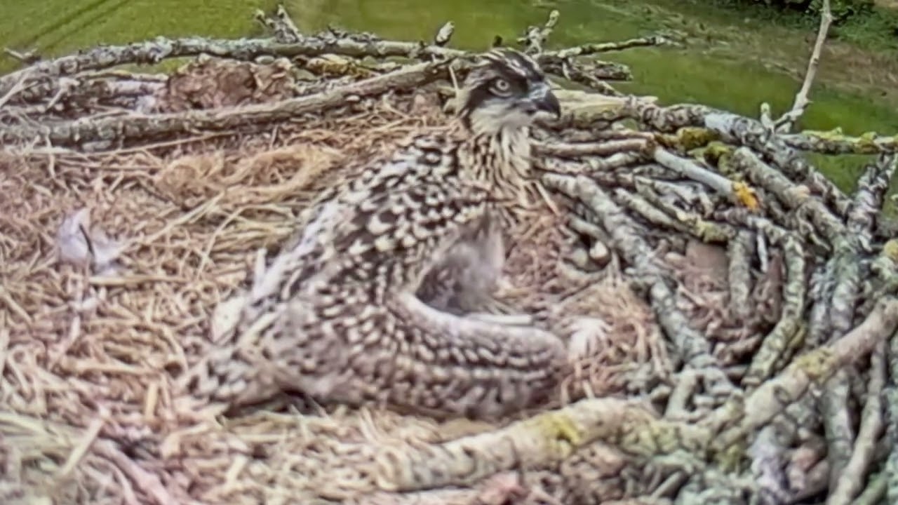 Osprey baby waiting for mom