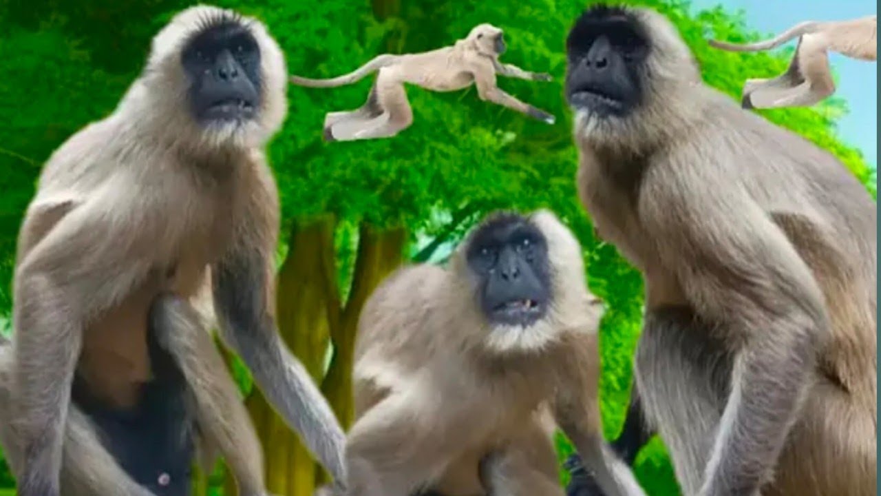 Agar Zindagi Me Kuch Acha Mila Hai Toh Woh Sirf Tum Ho Langur Ji