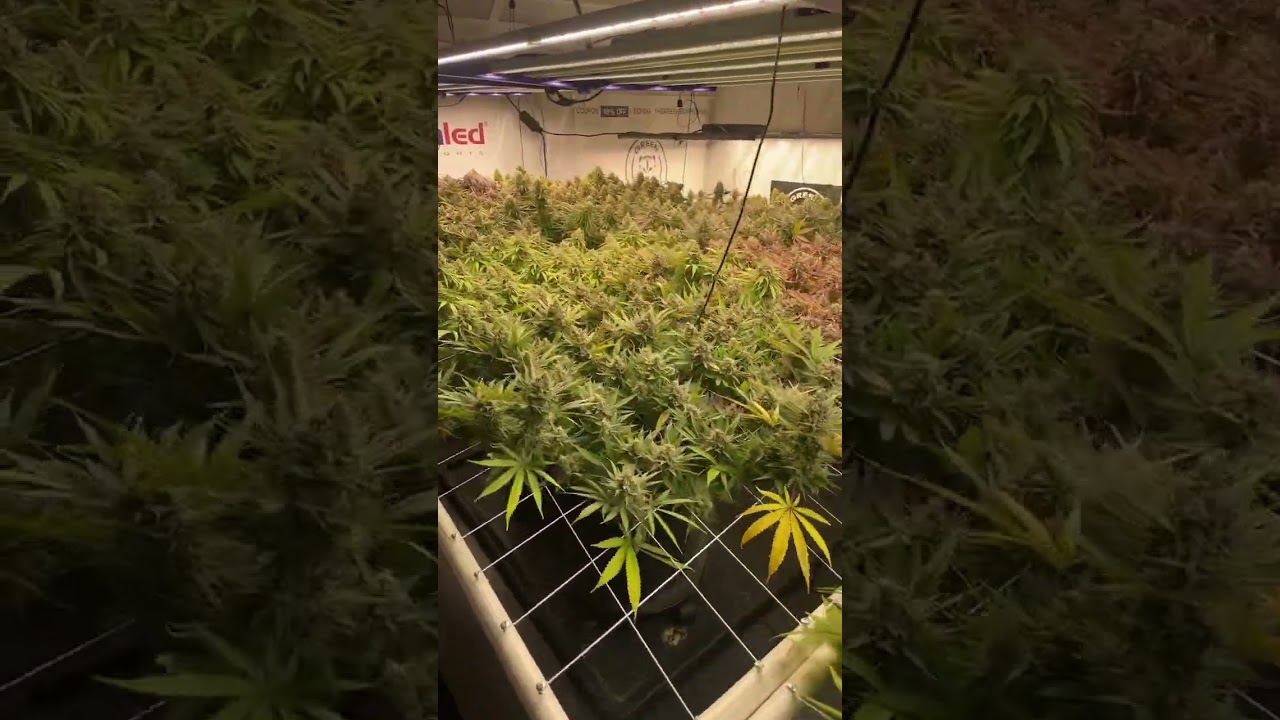 Scrog Life