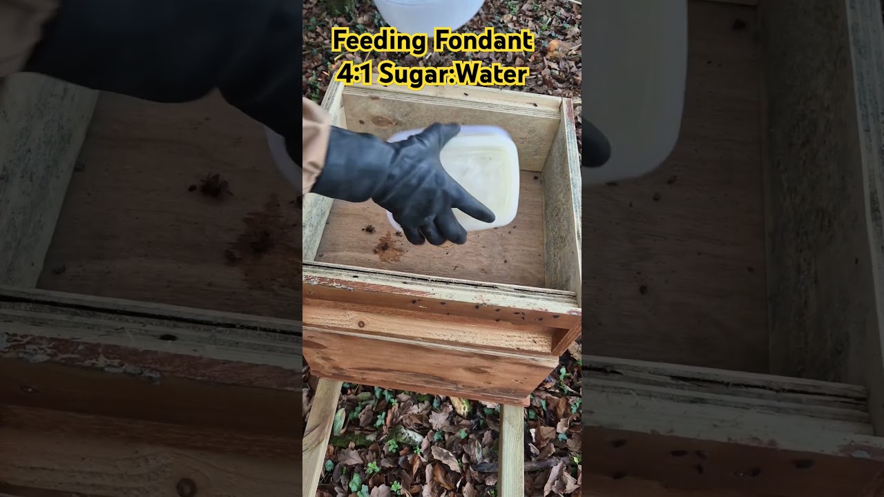 Feeding Hungry Winter  bees with sugar fondant #shorts #bees #beekeeping #honey #shorts