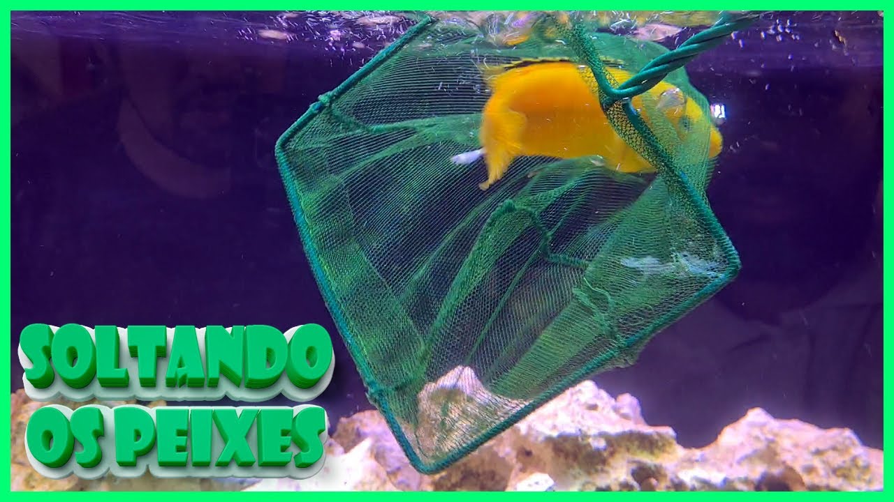 SOLTANDO OS CICLÍDEOS AFRICANOS NO AQUÁRIO DE 390 LITROS