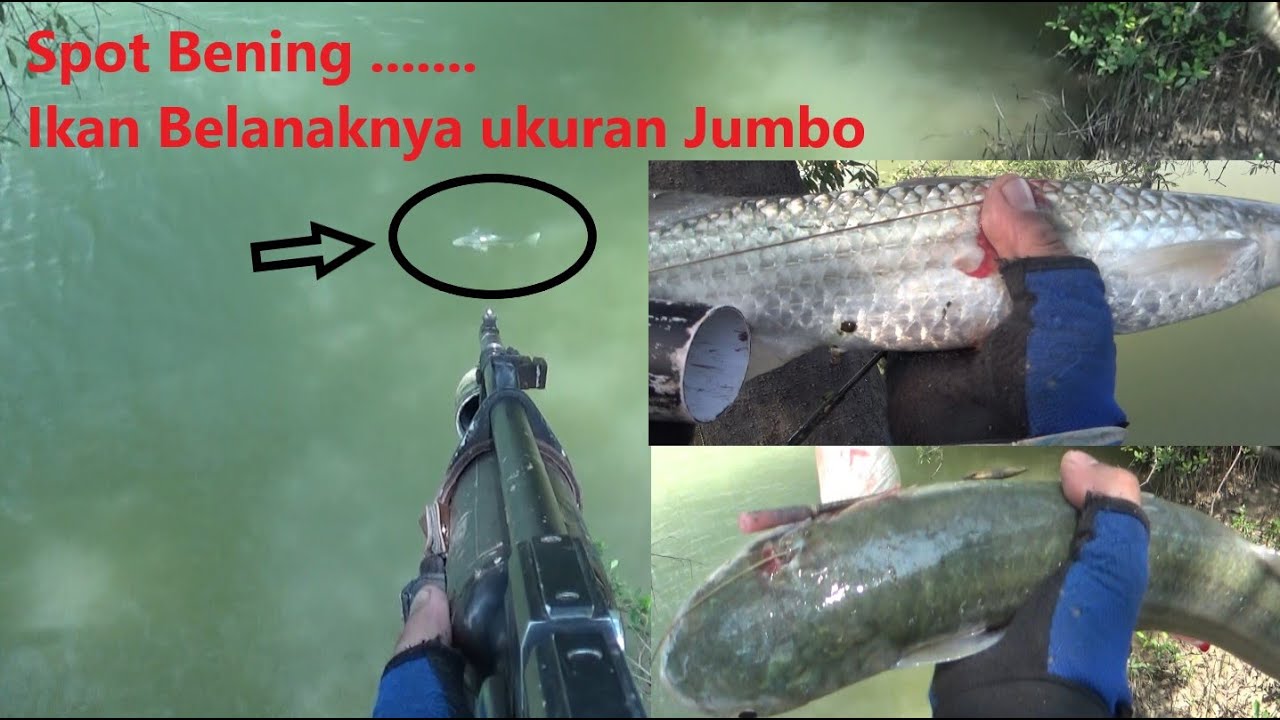Paser Mania | Spot Full Ikan Belanak Ukuran Jumbo !!!