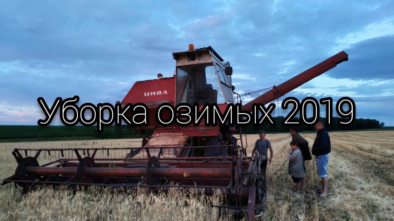 УБОРКА ПШЕНИЦЫ 2019:В ГОСТЯХ У ДРУГА: НИВА СК-5