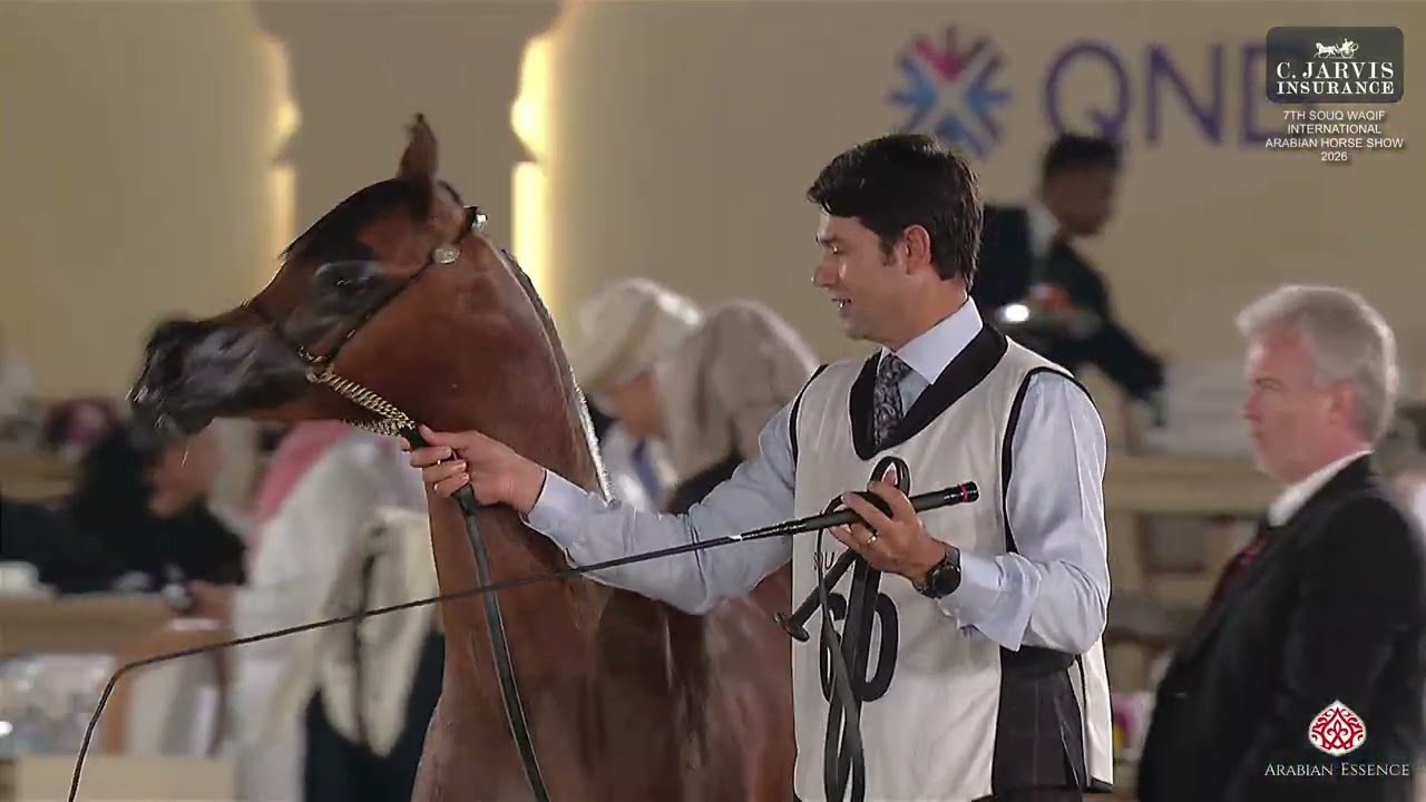 7th Souq Waqif International AHS 2026   Class 2A