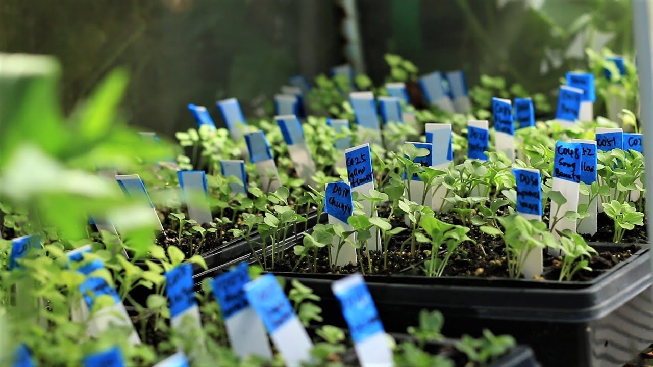 Start cool weather vegetable seed & manage your seedlings, useful tips!