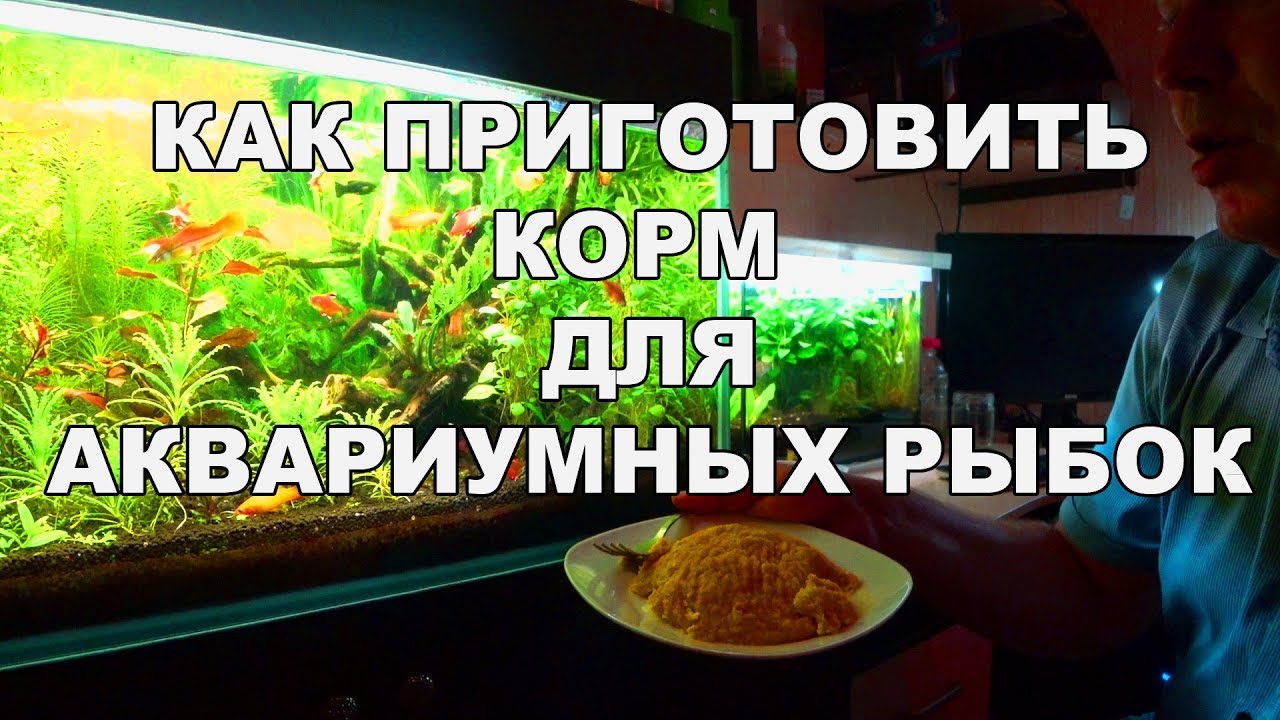 Готовим корм для рыбок. Проверка рецепта