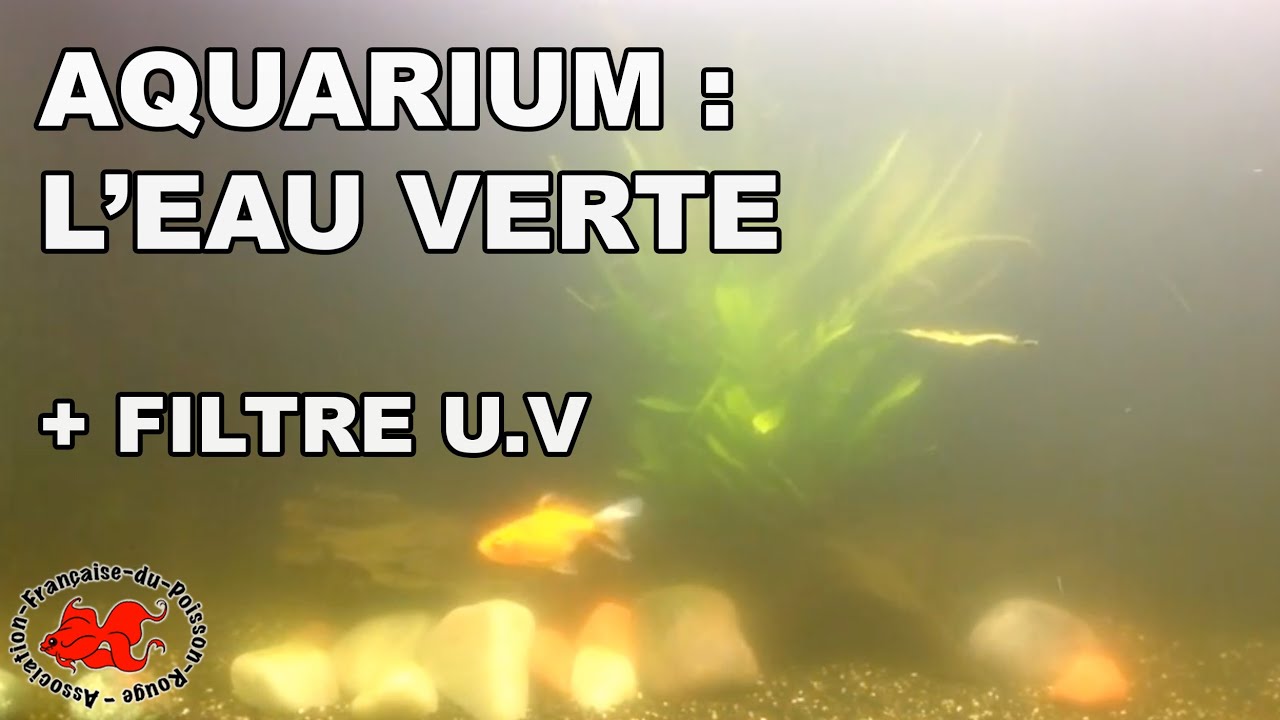 Aquarium : Eau verte et filtre UV