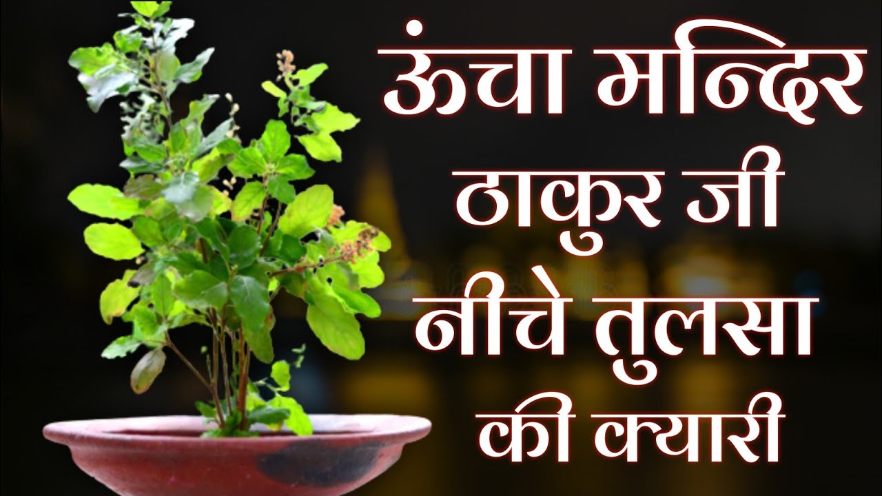 ऊंचा मन्दिर ठाकुर जी नीचे तुलसा की क्यारी | तुलसा माता का गीत | Tulsa mata ka geet | Marwari geet