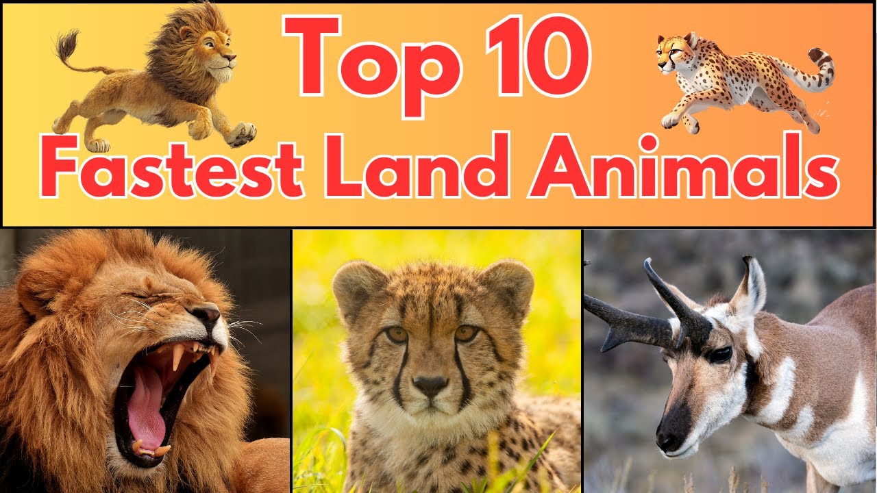 Top 10 Fastest Land Animals | Fun Animal Facts for Kids