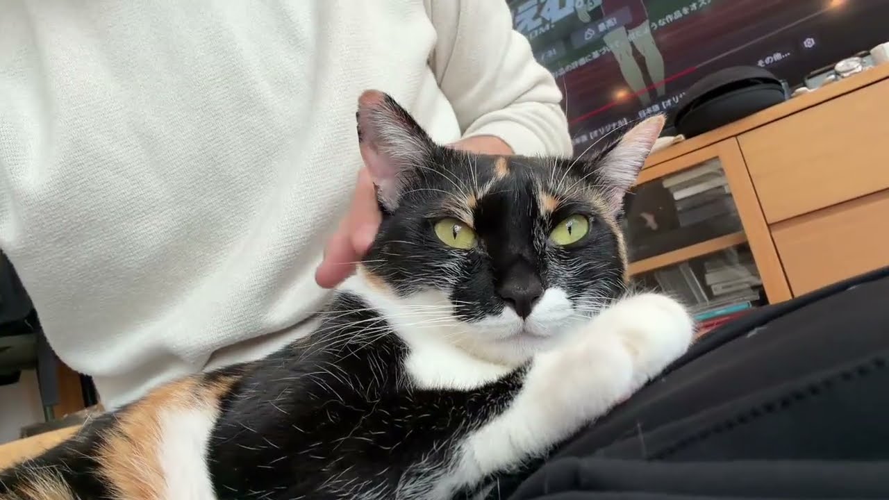人間をクッションだと思っている猫