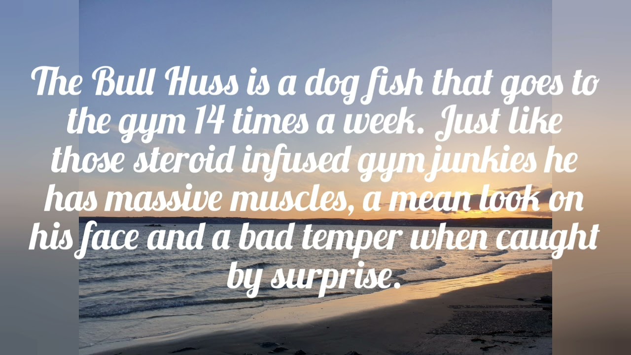 Bitten by a Bull Huss/Nursehound Shark 😂