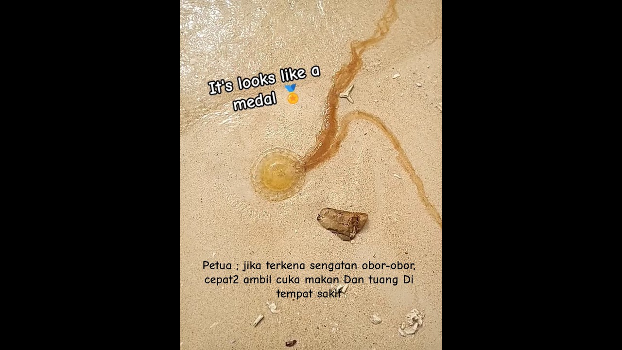 obor-obor cantik tapi berbisa #chill #vacation #picnic #jellyfish