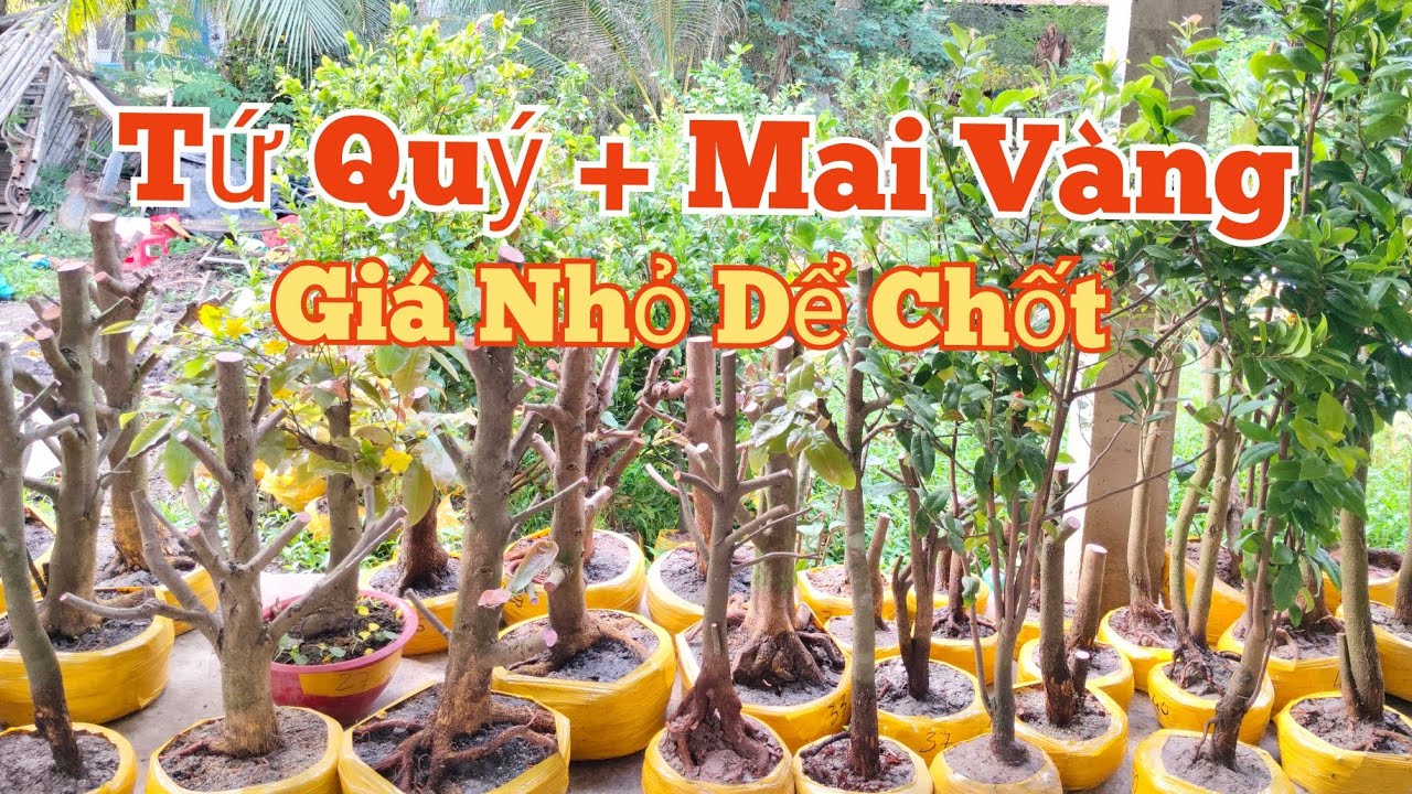 (27/02)☎️ Phương: 0845.2717.66 GL: Tứ Quý+ Mai Vàng.Giá Rẻ Dể Chốt.