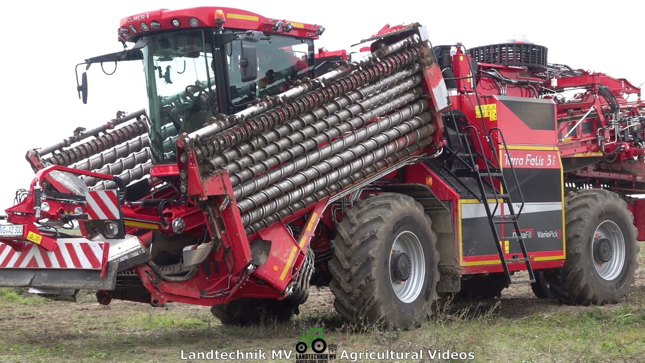 Holmer - Daf - MAN / Rübenverladung - Loading Beets  2021