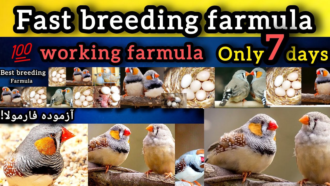 Fast Breeding Formula for zebra finches / Best breeding farmula for finches / Best breeding farmula 