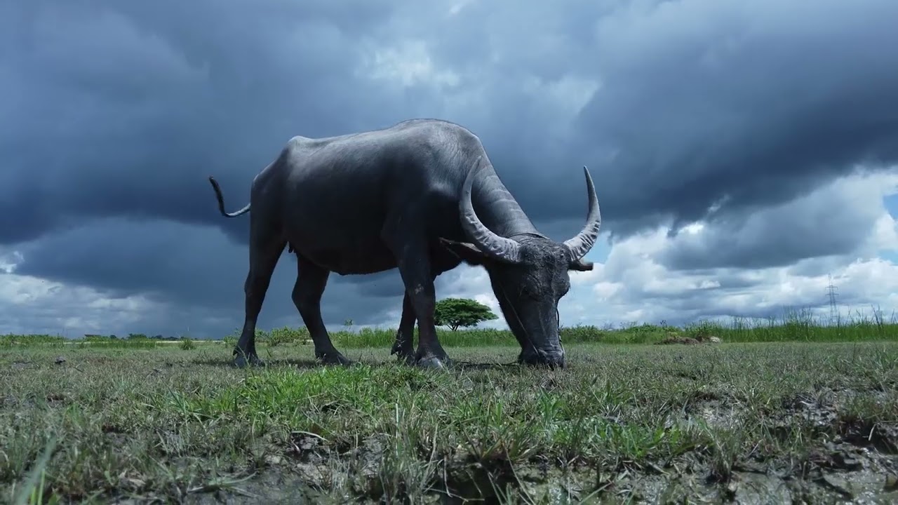 The buffalo is grazing. Clouds are in the background.