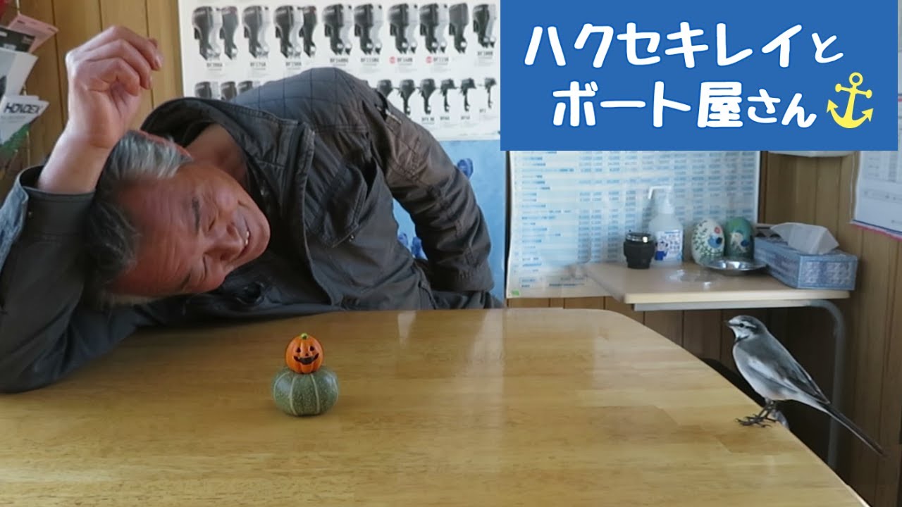 当店に訪れるハクセキレイさん達をご紹介いたします🎵