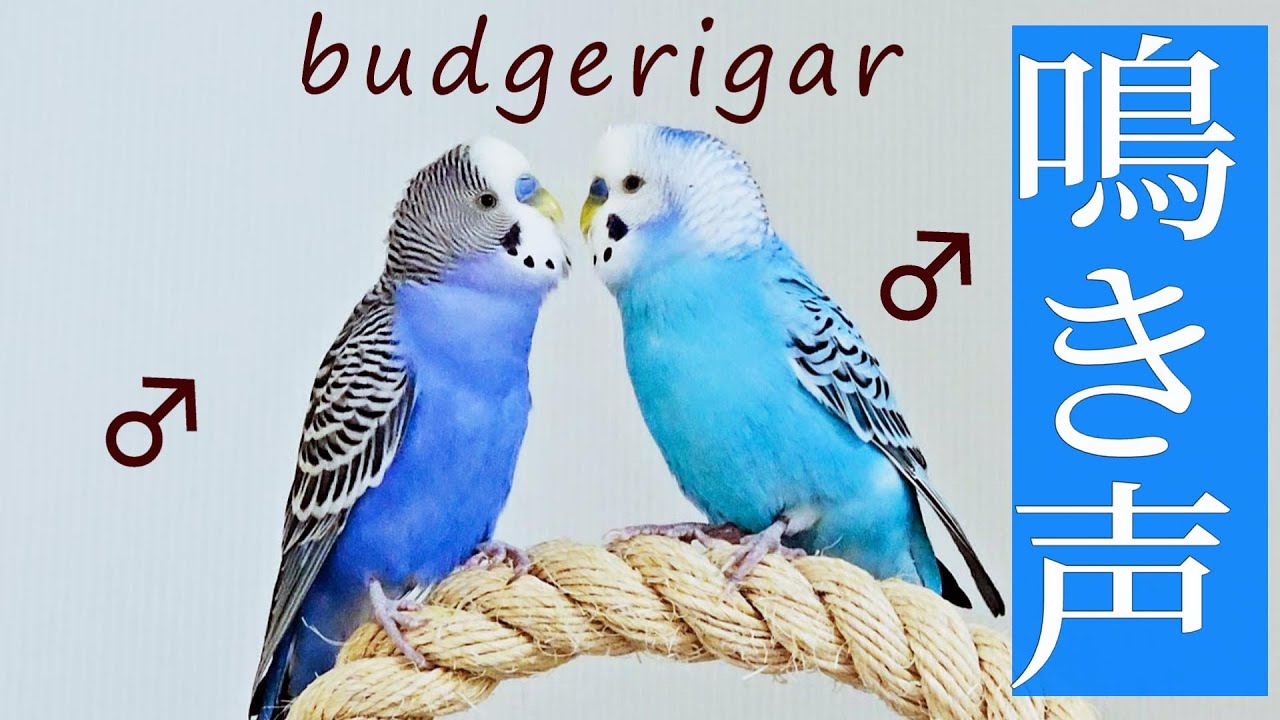 インコの鳴き声　鳥のさえずり  音量大　ロスト　迷子鳥　作業用 　鳴き声　アピール　呼び鳴き　budgerigar birds chirping bird call　♂