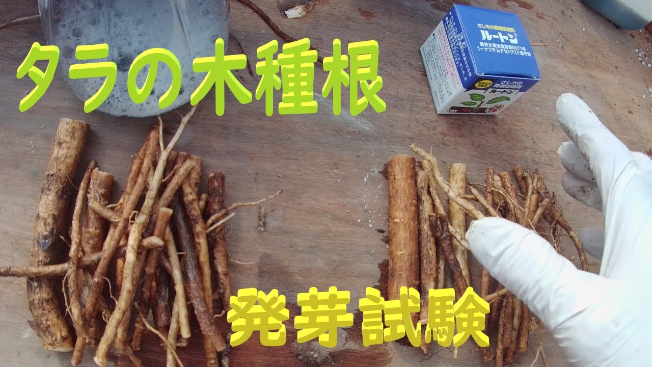 タラの木の殖やし方（１）タラの木種根の芽だし試験　目指せ100品目　邑南町　駒川農園　21.2.1