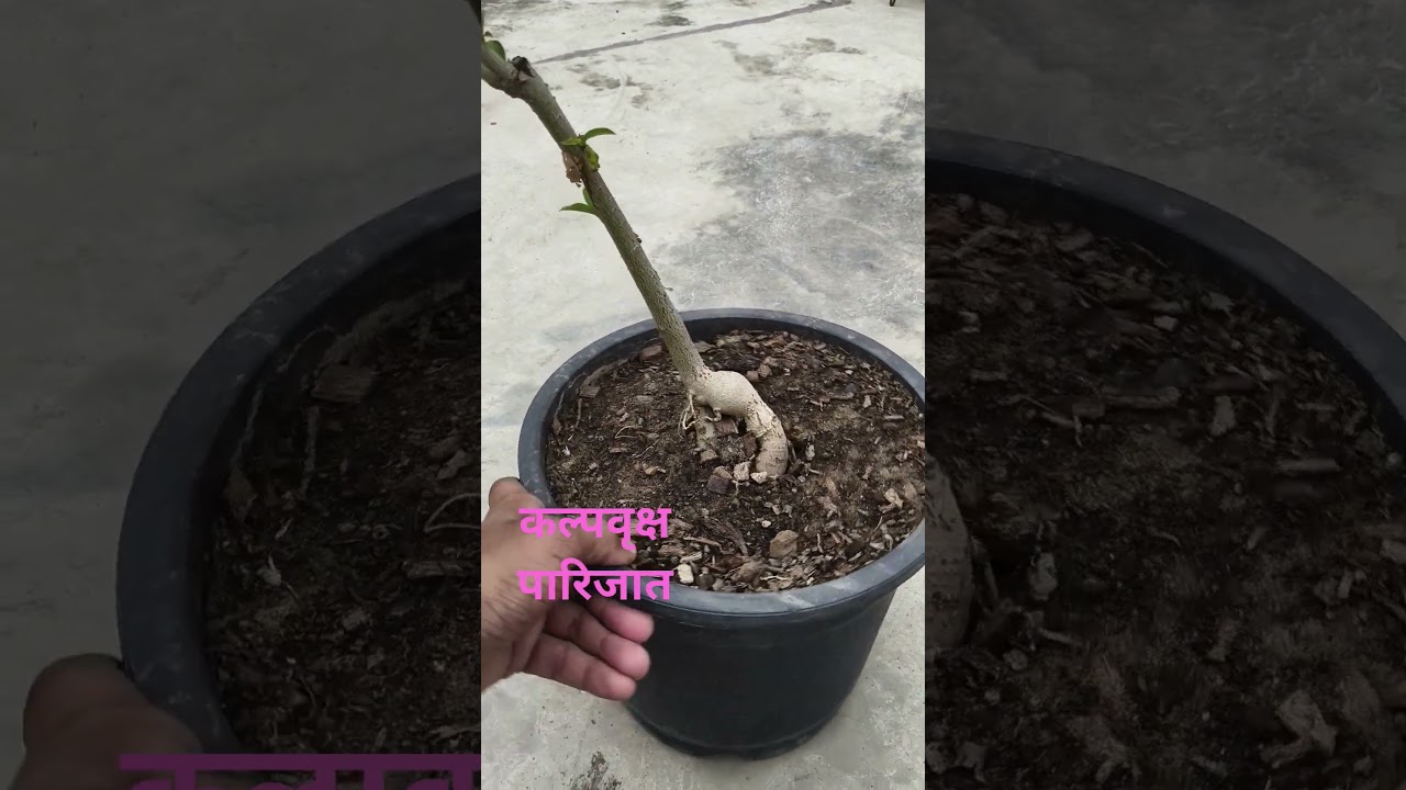 कल्पवृक्ष पारिजात #adenium #adenium #kalpvriksh  #trending