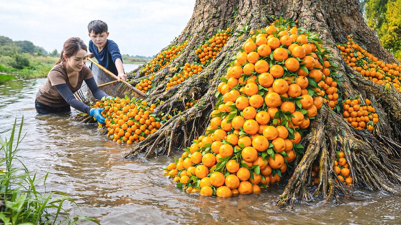 Harvesting Rare Wild Berries by Stream, Fermenting 100-Year-Old Wild Wine | Exotic Village Drink