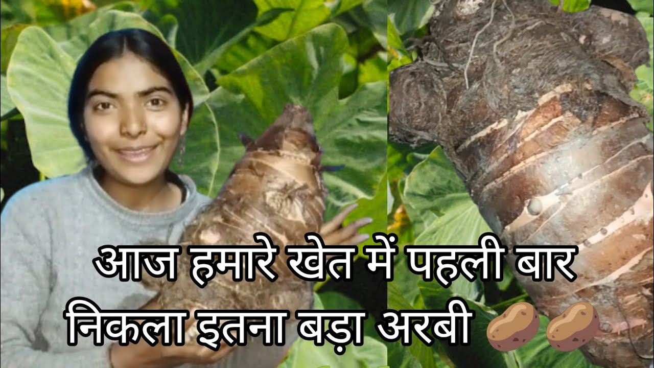 आज हमारे खेत में पहली बार निकला इतना बड़ा अरबी मैं तो देखी रह गई🥔🥔🌱🤗|| #uttarakhand bageshwar wale❤❤