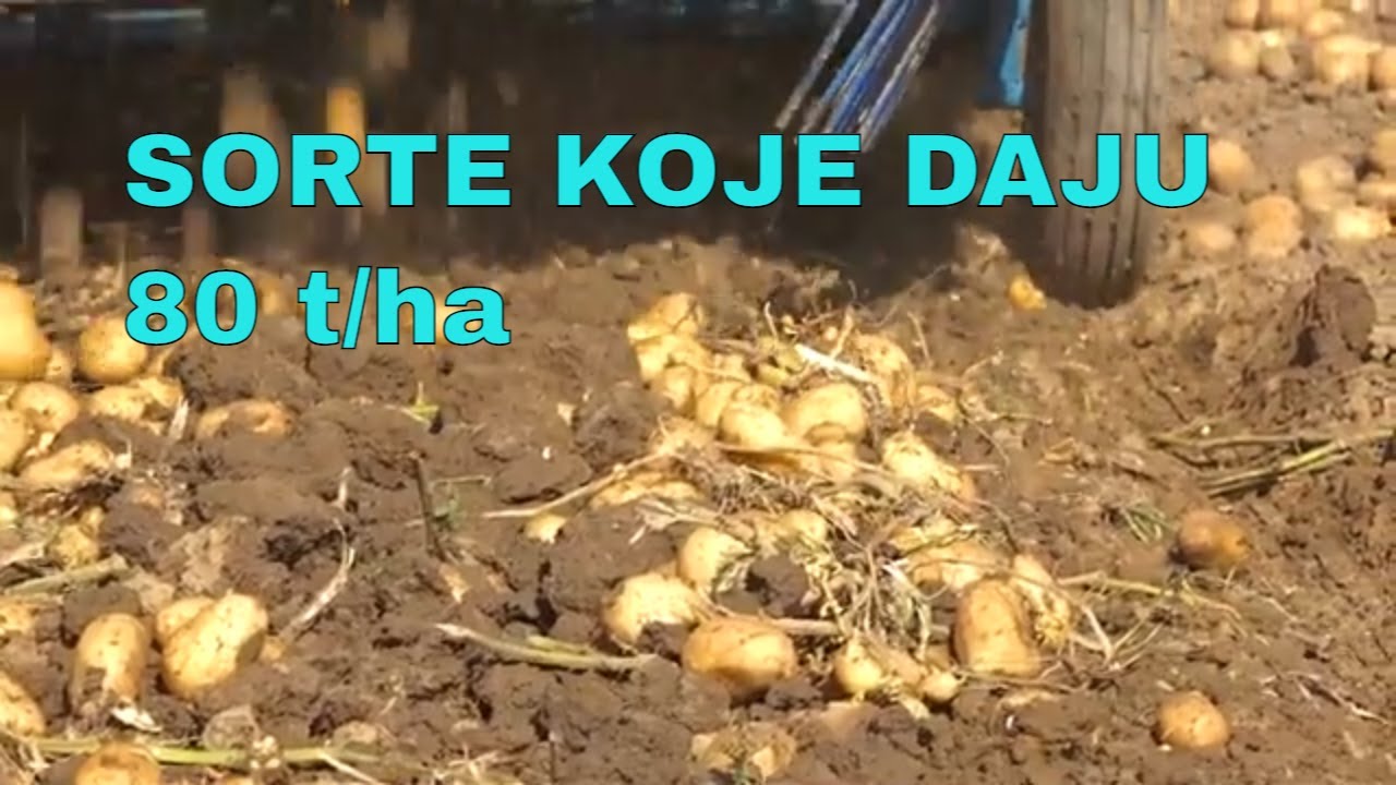 Kompanija Arum predstavila SORTE KROMPIRA koje daju do 80 tona po hektaru
