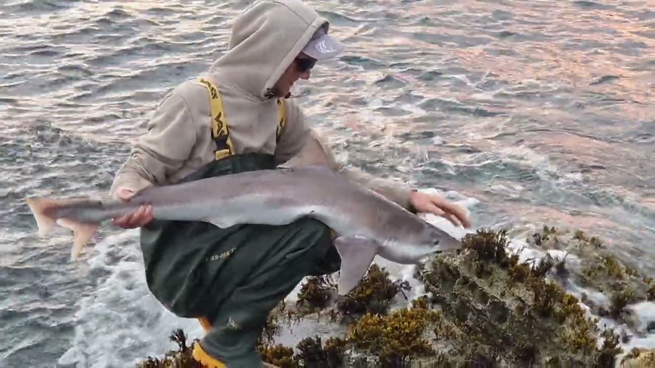 Shark catch and realise