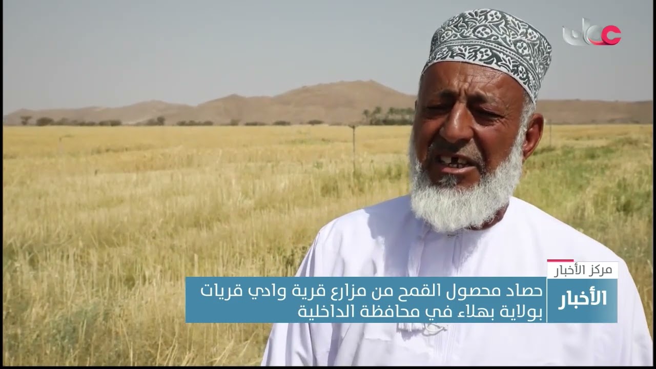 حصاد محصول القمح من مزارع قرية وادي قريات بولاية بهلاء في محافظة الداخلية