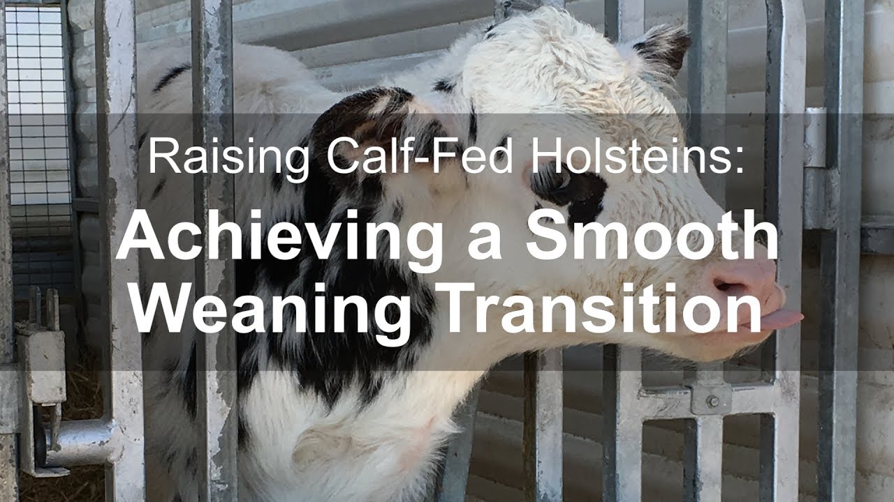 Raising Calf-Fed Holsteins: Achieving a Smooth Weaning Transition