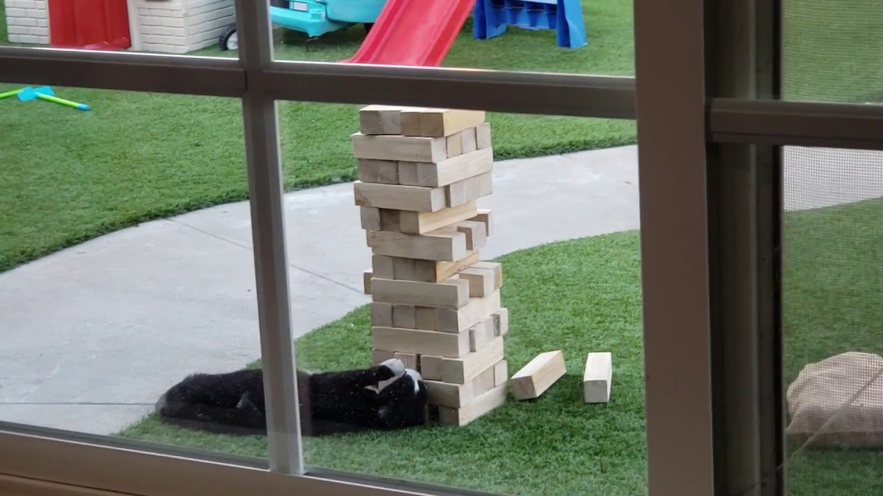 cat playing jenga