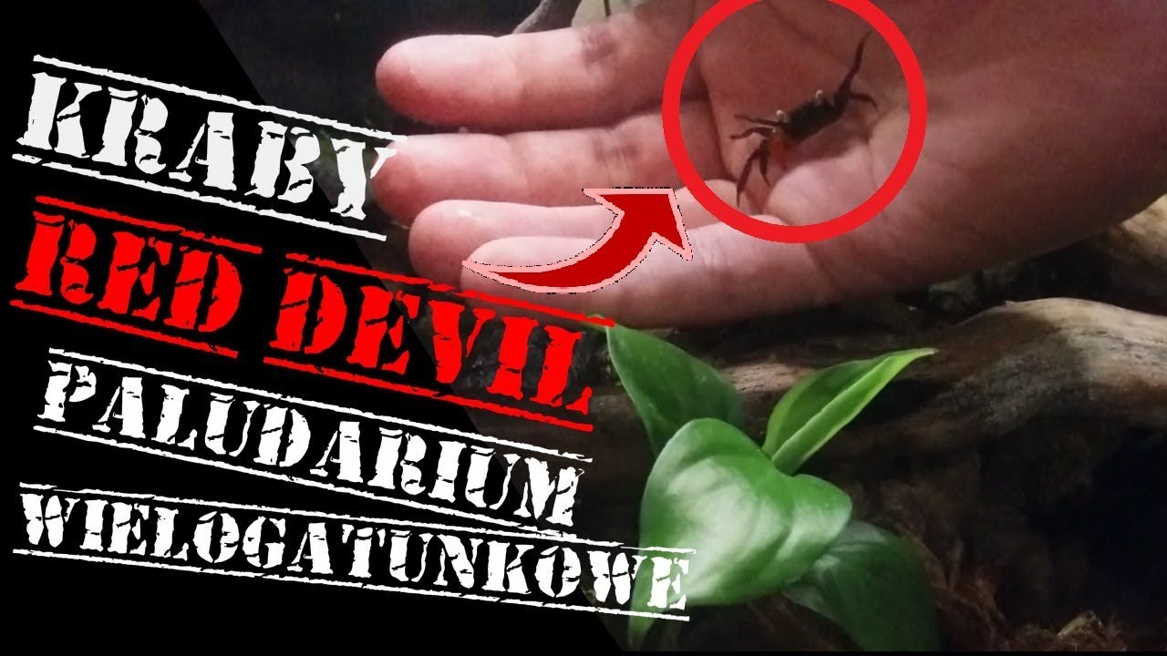 KRABY red devil - Paludarium wielogatunkowe (Geosesarma sp. red devil)