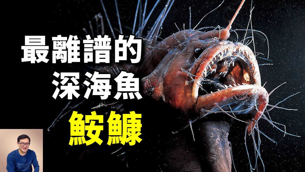 美食界久負盛名的人氣魚，相貌卻醜出天際！深海里謎一樣的生物&mdash;&mdash;鮟鱇【老肉雜談】#動物 #海鮮 #野生動物 #美食 #fish