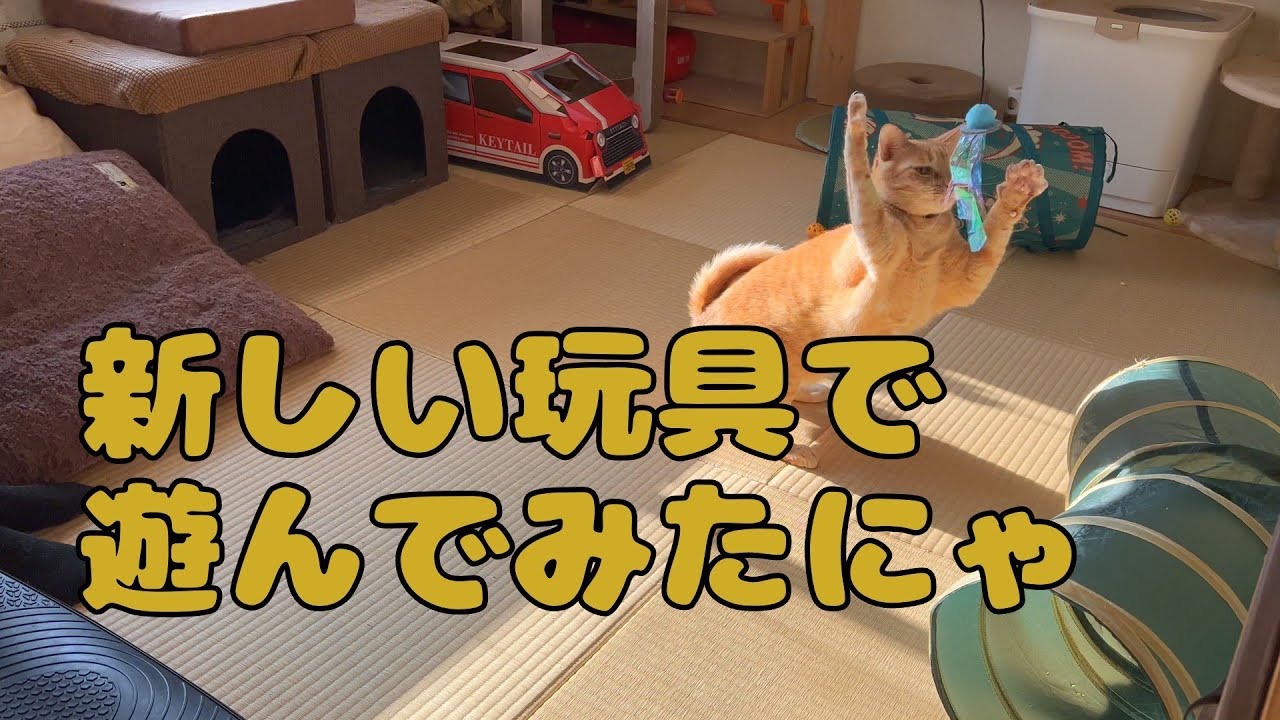 【保護猫】🐈新しい玩具は最高ですにゃ🐈の巻【にゃんこ日和】【rescued cat】