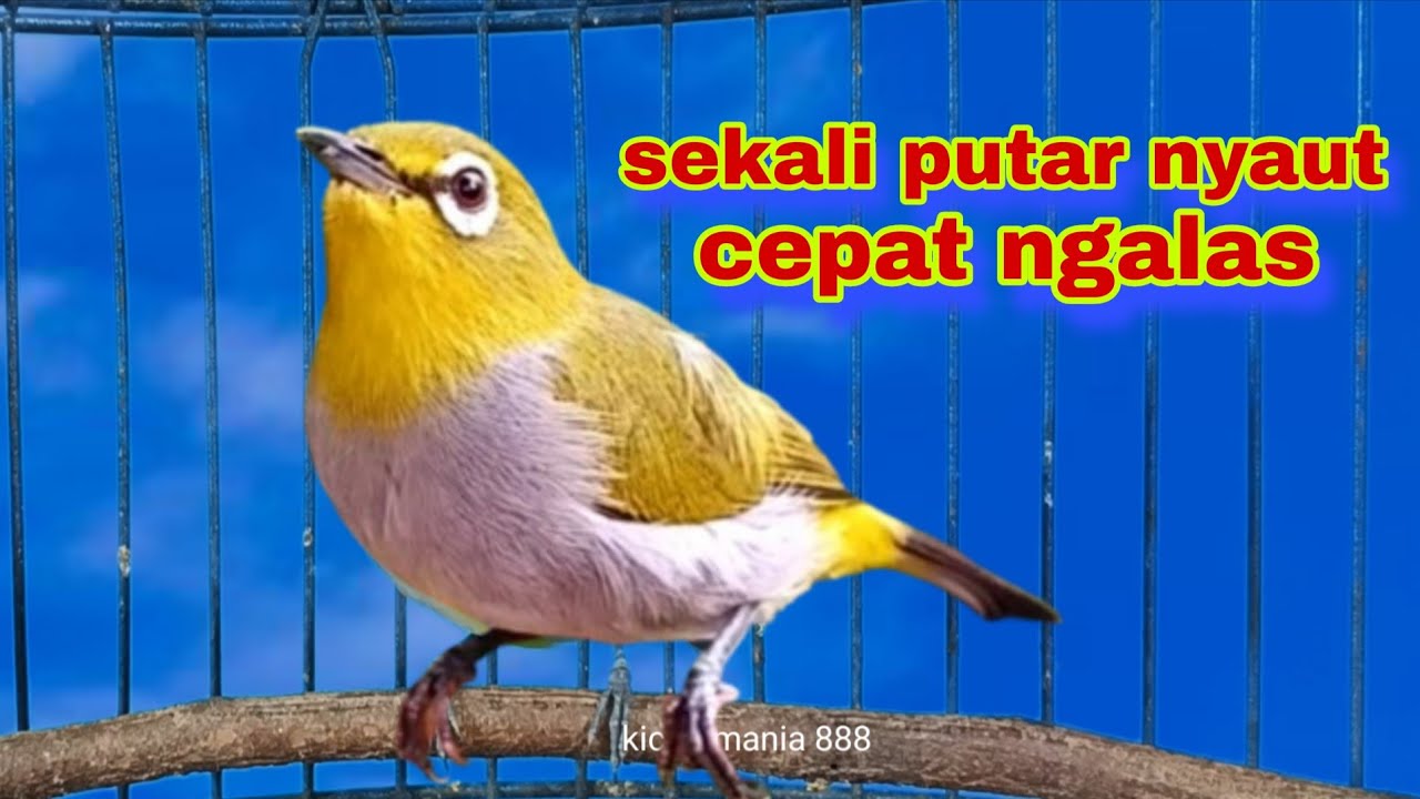 Call Pleci Jantan || Call Dobel Pleci Buxtoni Jantan Ampuh Untuk Pancingan Pleci Bahan Biar Gacor 