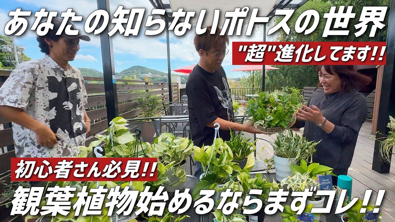 【観葉植物】ポトスの最新レア品種から管理方法まで一挙ご紹介!!