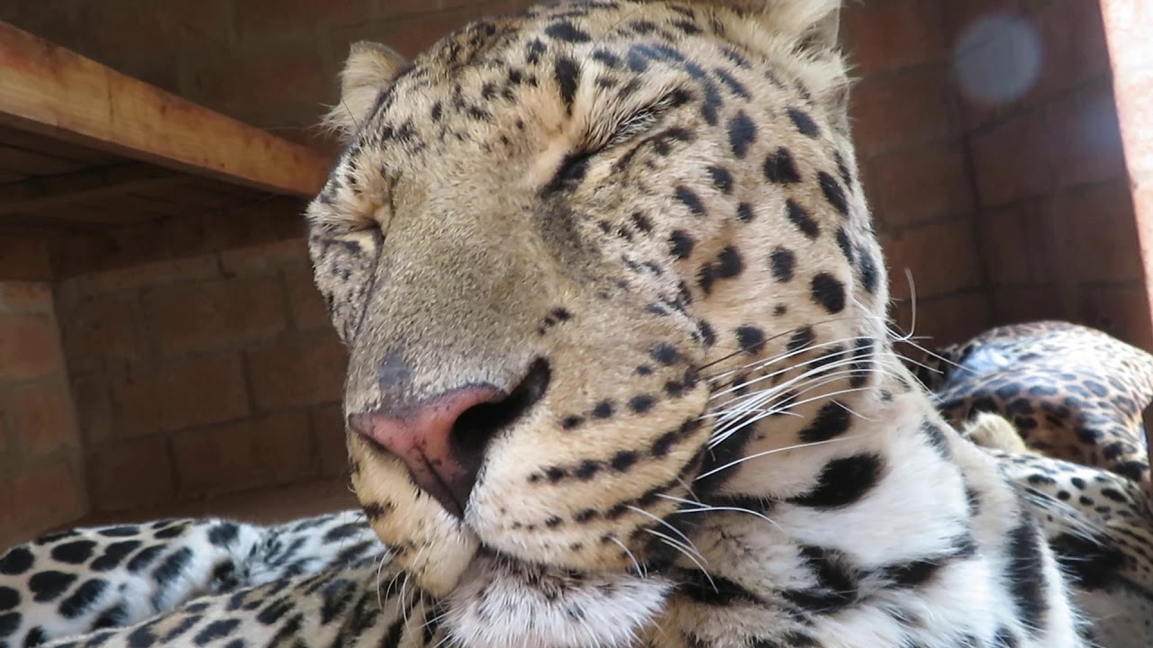 Close up leopard