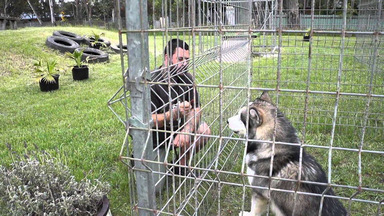 Human Aggressive Malamute 2 hr later
