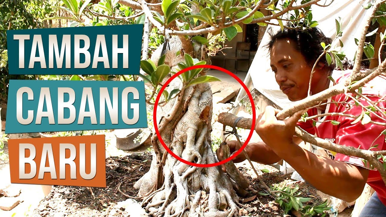 Cara Menambah Cabang Baru Bahan Bonsai Elegan XL Bersama Mas Pardi Bonsai Klaten