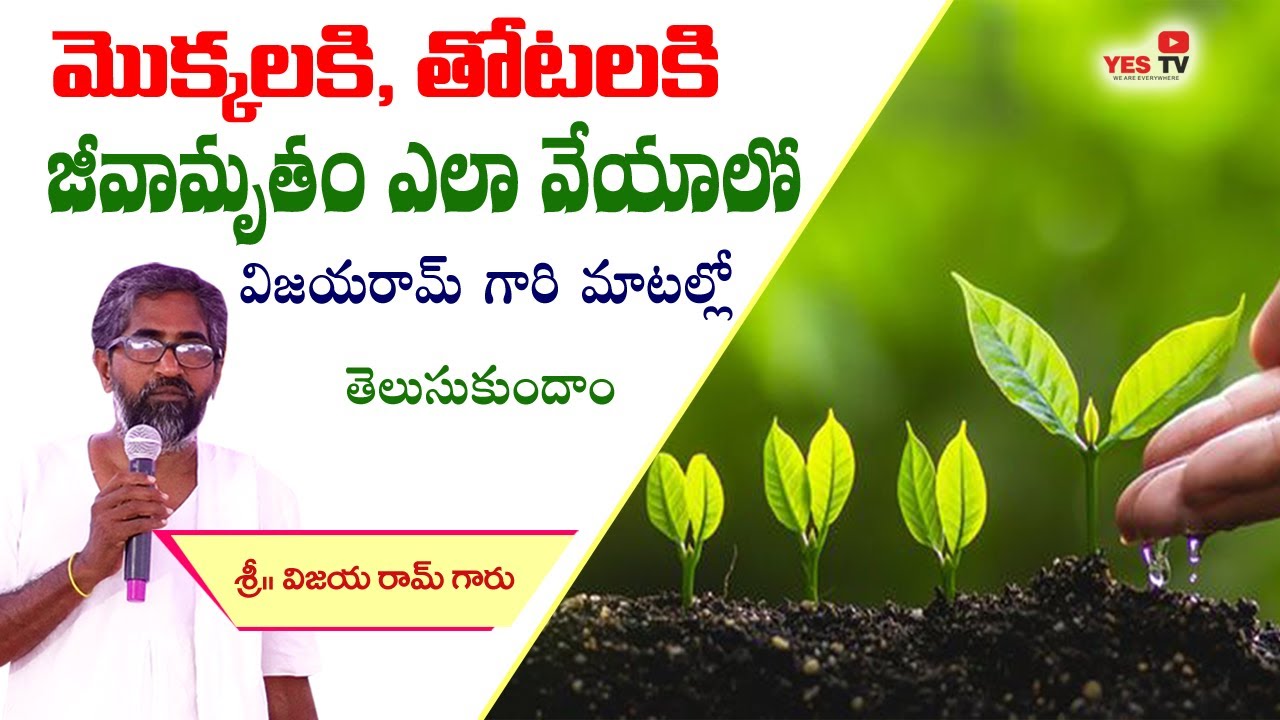 మొక్కలకు , తోటలకి జీవామృతం ఎలా వేయాలో విజయ రామ్ గారి మాటల్లో తెలుసుకుందాం ||Vijayaram| |Yes Tv