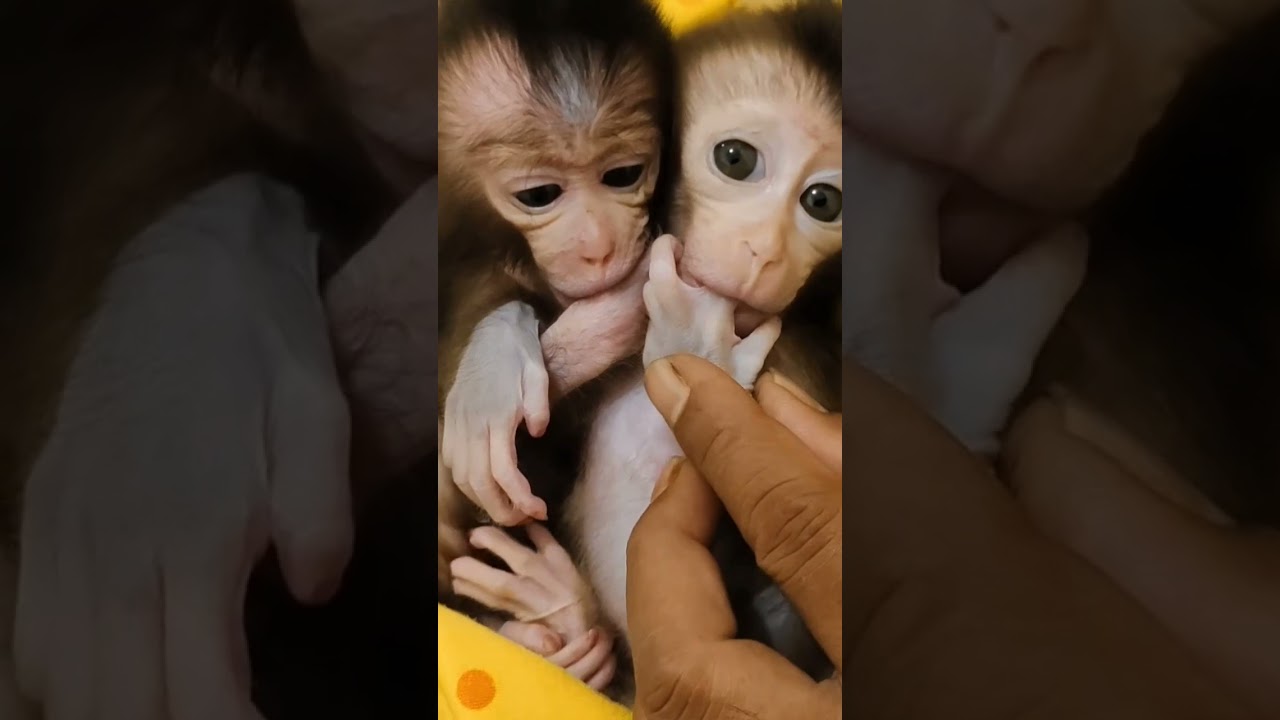twin baby monkeys 