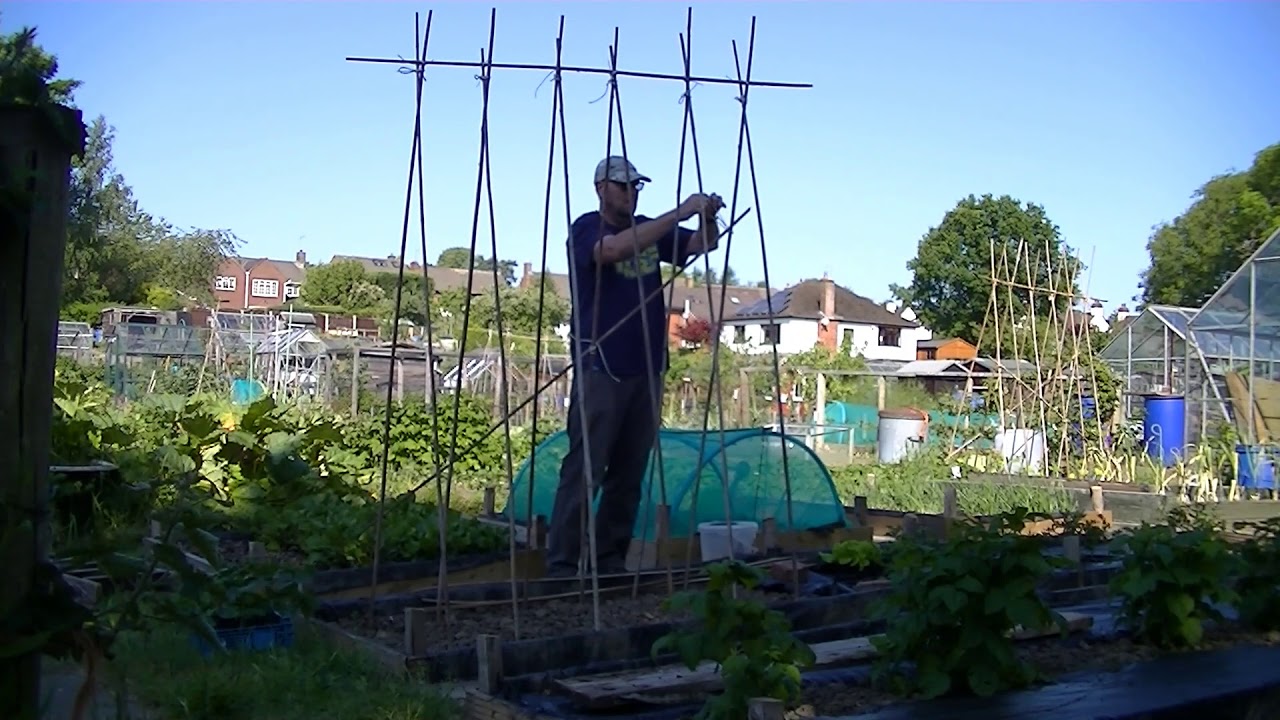 Allotment Journal -  Building bean supports W/E June 7th