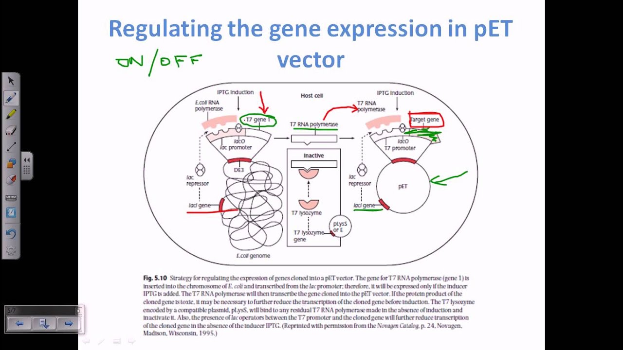 Expression vector, pET vector