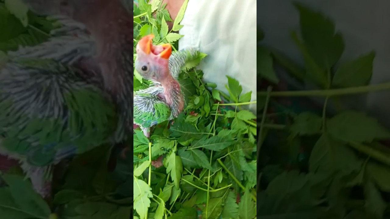 How to hand feeding  parrot chicks | parrot baby feeding care | parrot healthy food  #shorts